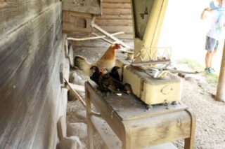 Akcja Lato z Domem Kultury w Łapach 2022