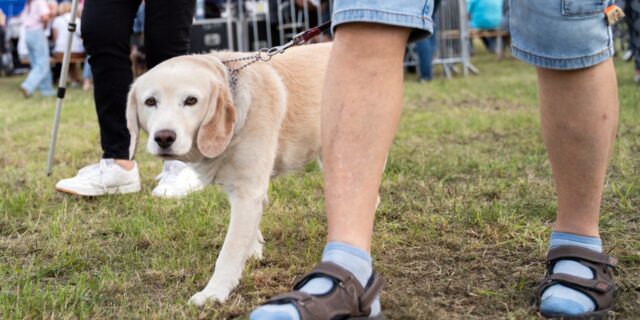 Piknik sąsiedzki na dkLapy.PL